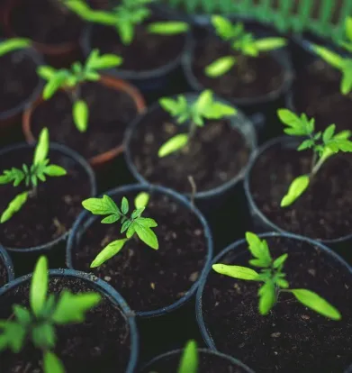 A close up of a bunch of small plants.