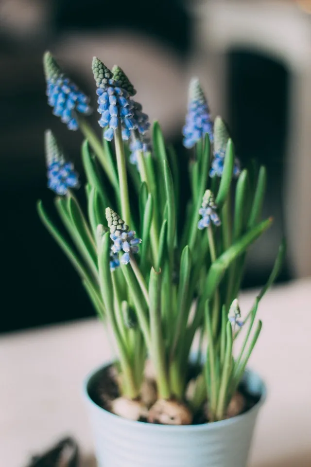 A small potted plant with blue flowers in it.