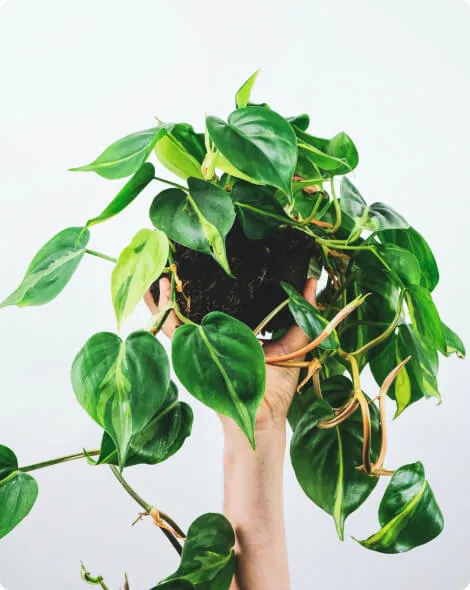 A person holding a potted plant in their hands.