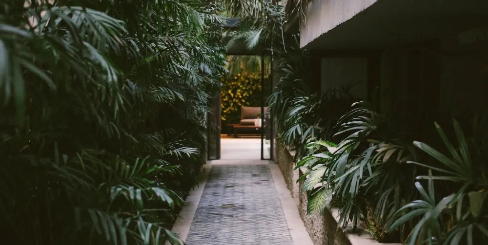 A narrow walkway between two buildings with plants on either side.