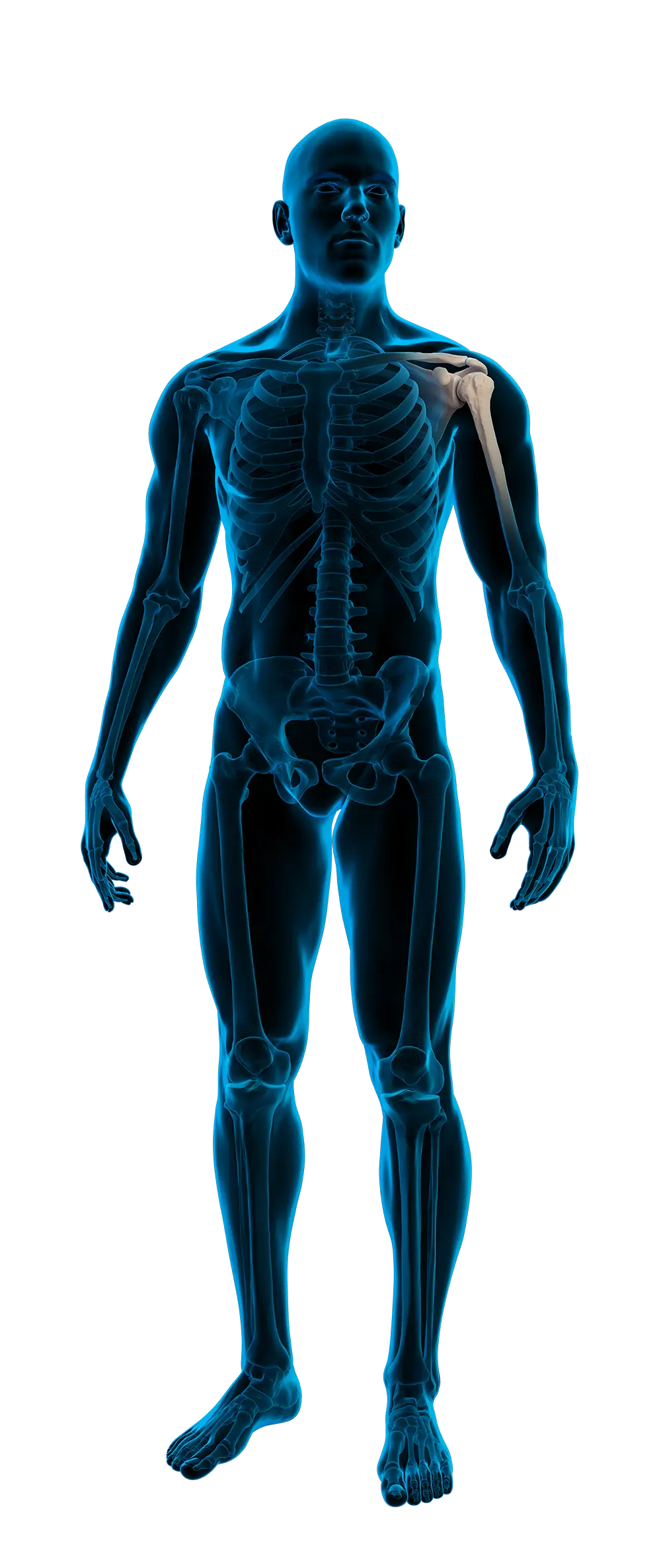 Anatomic radiographic image of a human body with emphasis on the shoulder.