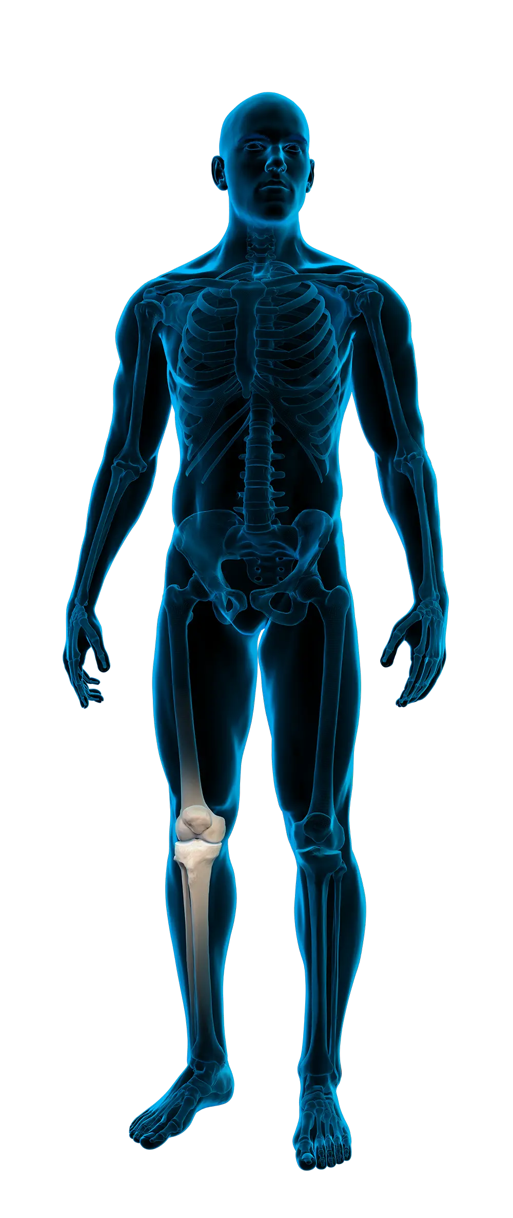Anatomic radiographic image of a human body with emphasis on the knee.