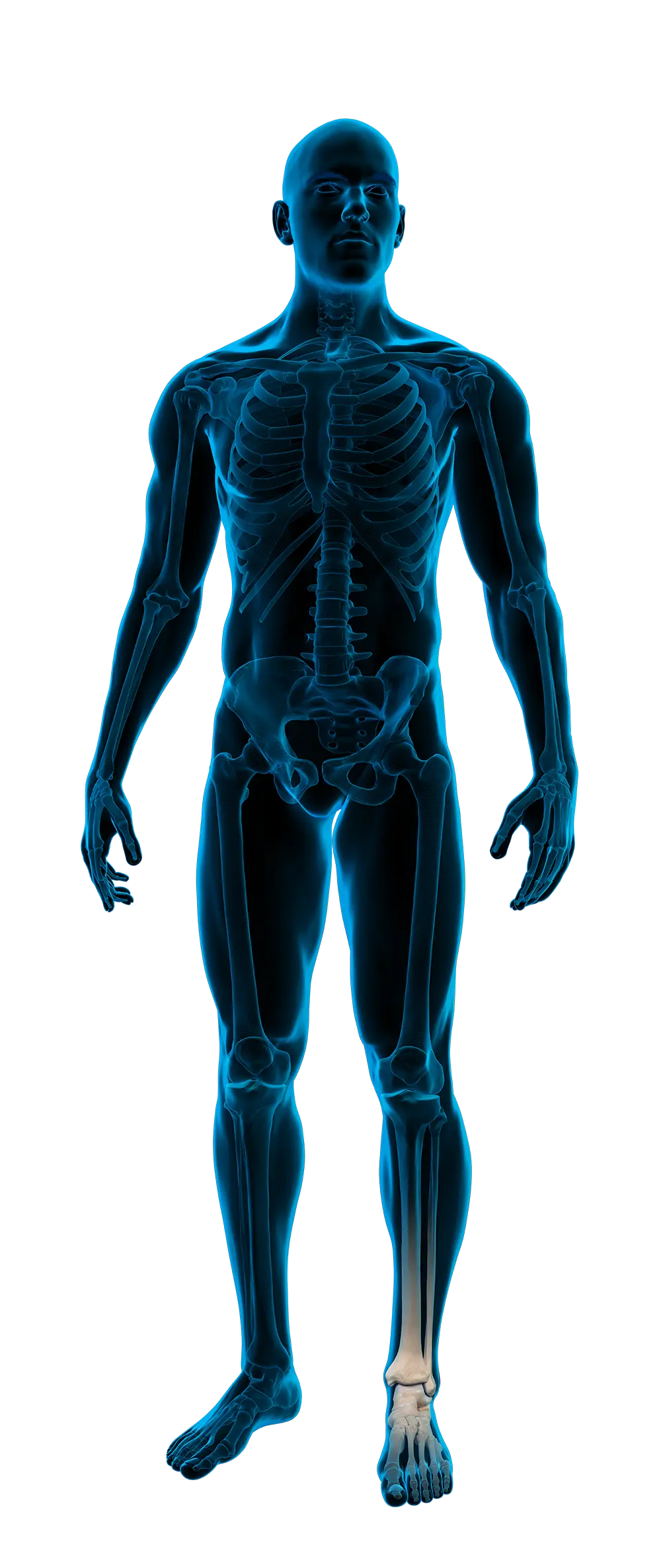 Anatomic radiographic image of a human body with emphasis on the foot.