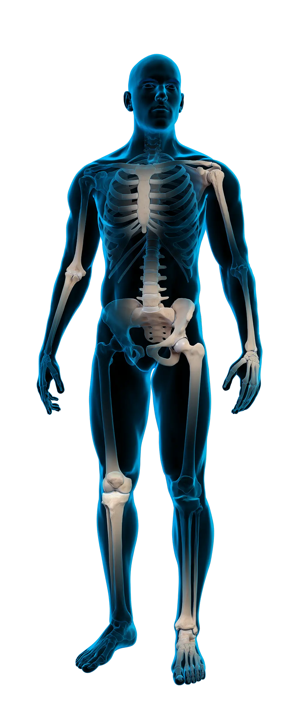 Anatomic radiographic image of a human body with emphasis on all osteoarthritis zones.
