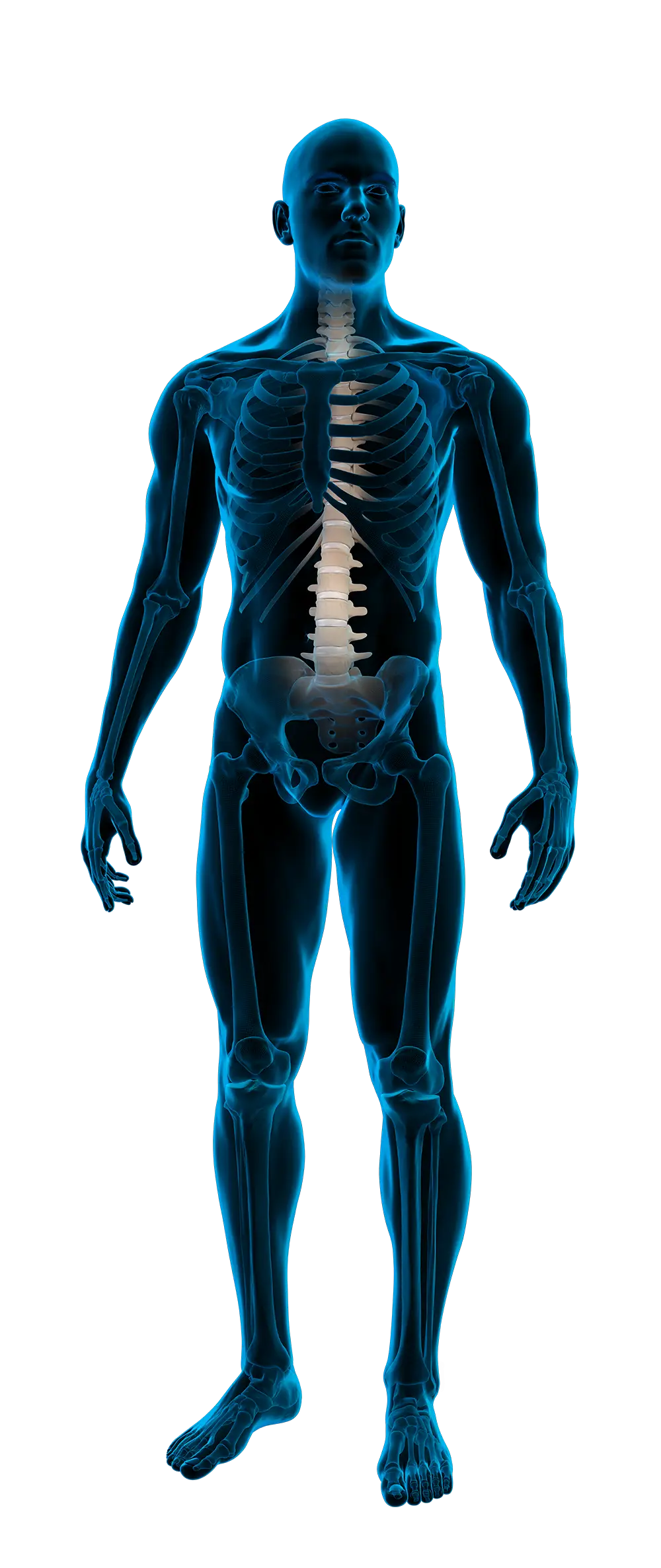 Anatomic radiographic image of a human body with emphasis on the spine.