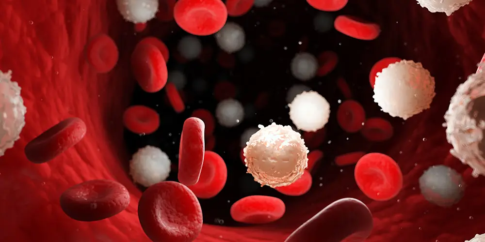 White and red blood cells.