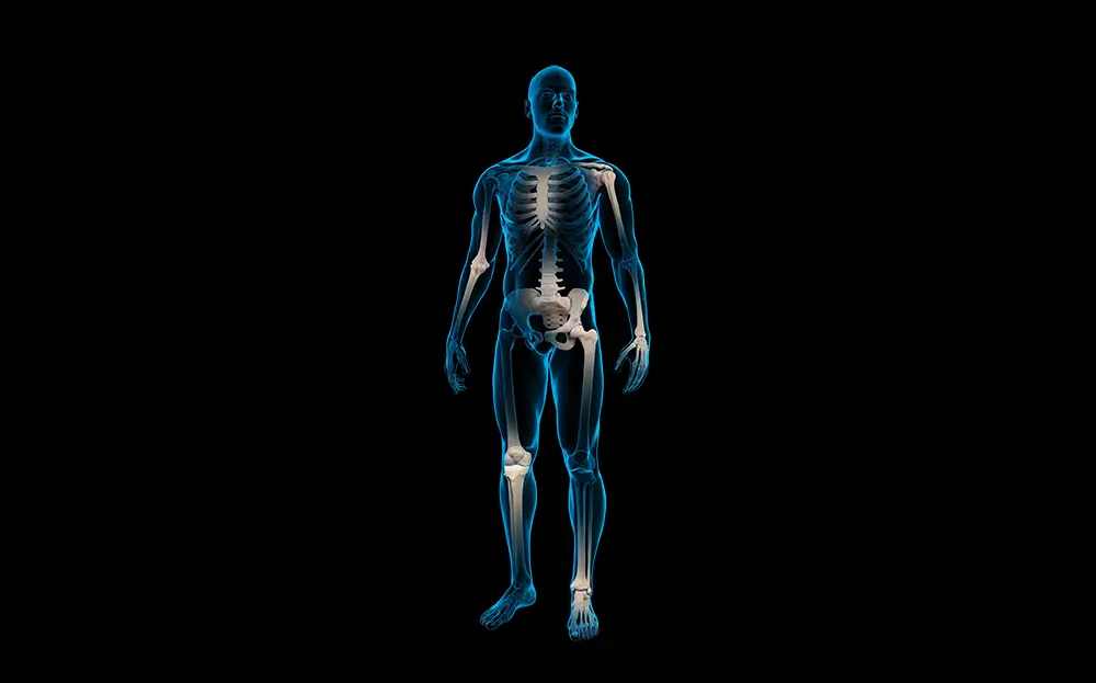 Anatomic radiographic image of a human body with emphasis on all osteoarthritis zones.