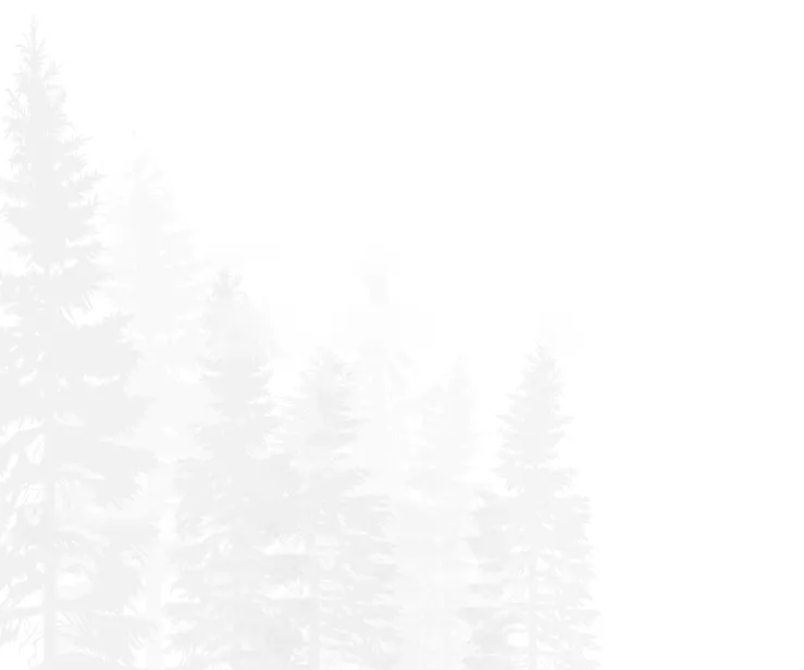 Faded white and gray winter forest with snowy pine trees