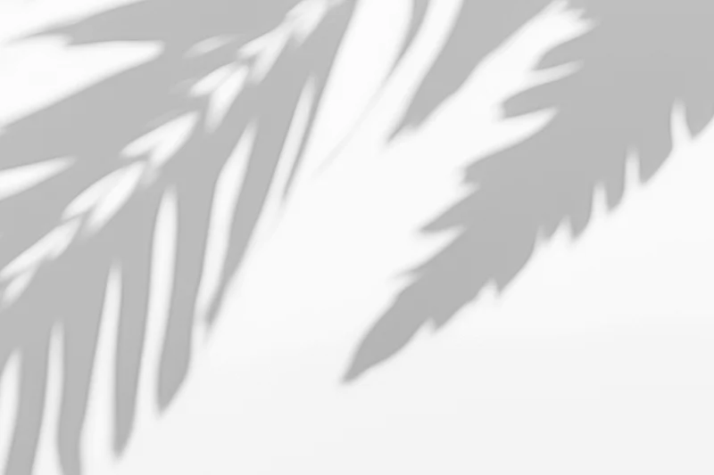 leaves shadow