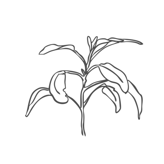 Sketch of a plant