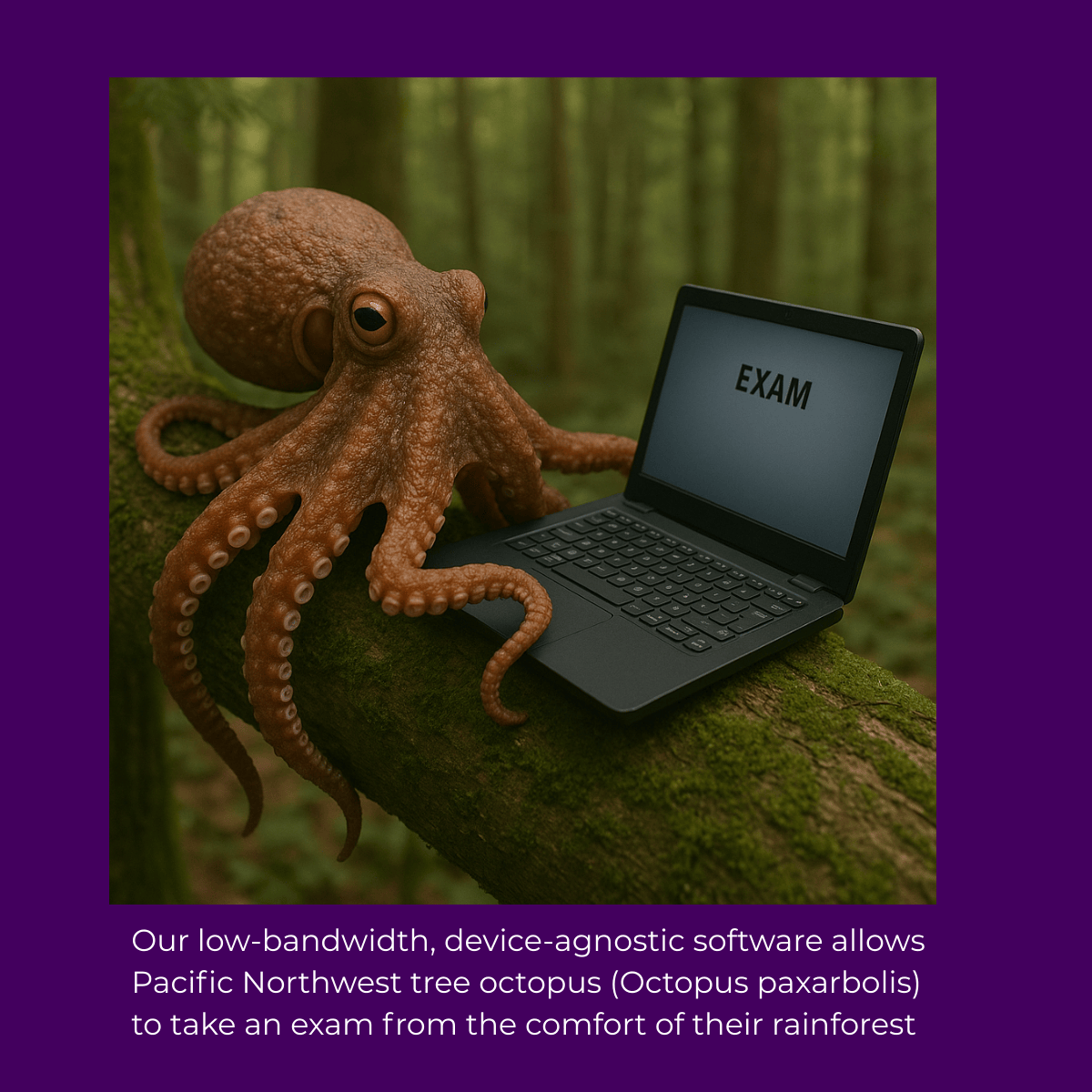 A meme depicting an internet hoax star, Pacific Northwest tree octopus, taking a proctored exam on a rainforest tree thanks to OctoProctor’s 256 kbps bandwidth support.