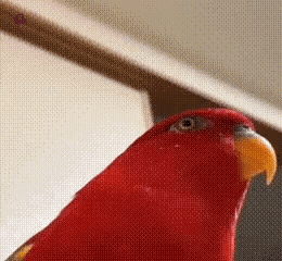 A gif with red lorikeet sarcastically laughing, then intensely starring right into camera.