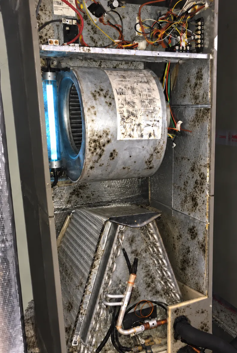 Black mold growing on the blower and coil inside an air handler, even with a UV light installed