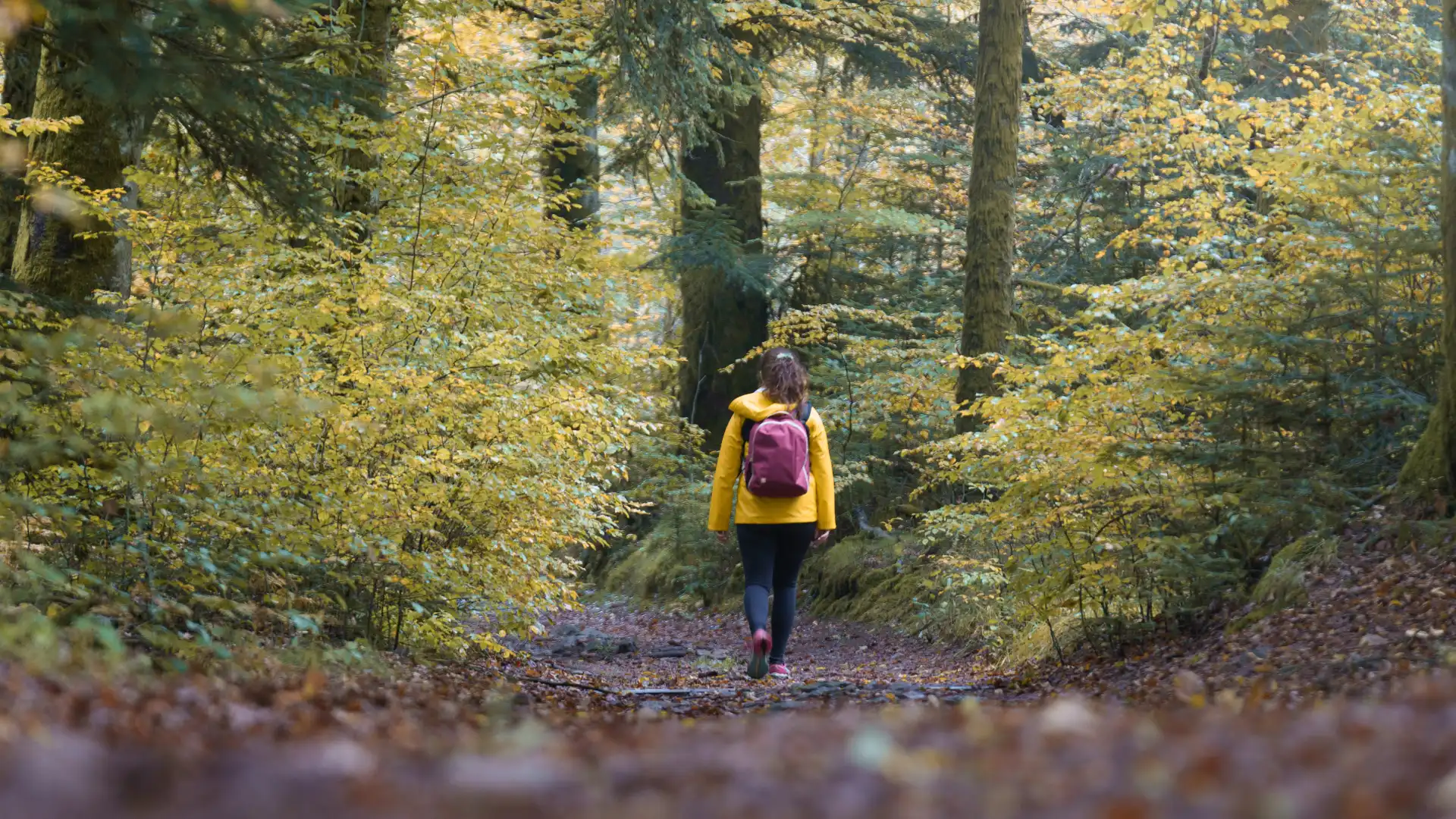 Balade dans la forêt près des Cabanes des Grands Reflets @alexismarcellin