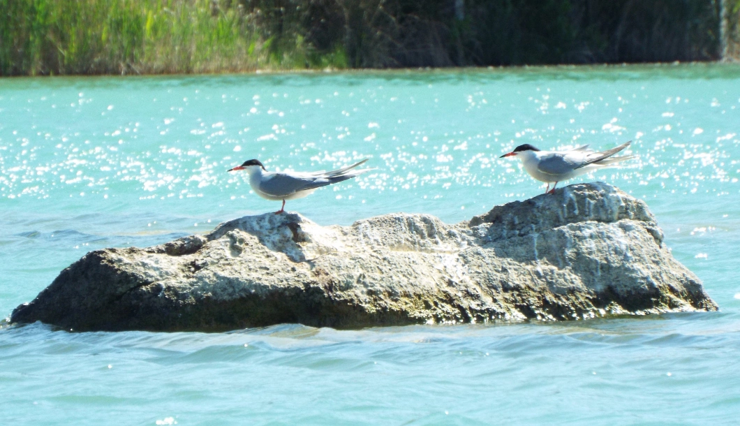 Livret biodiversité Cabanes des Grands Cépages en Provence
