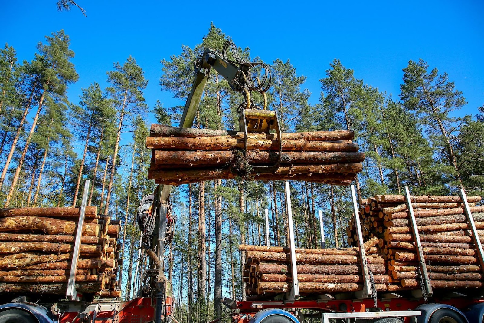récolte de bois dans une foret wallonie