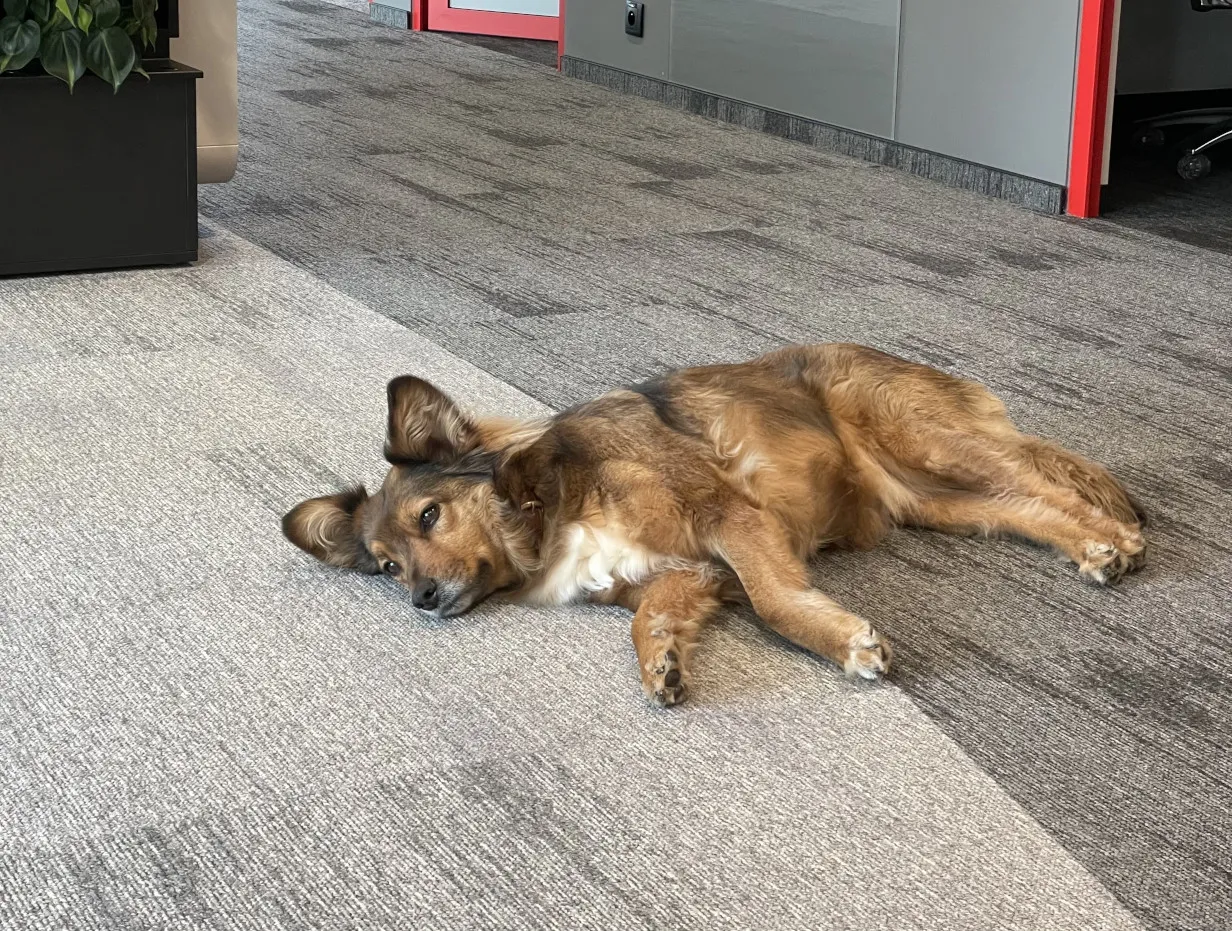 The Heart's office dog