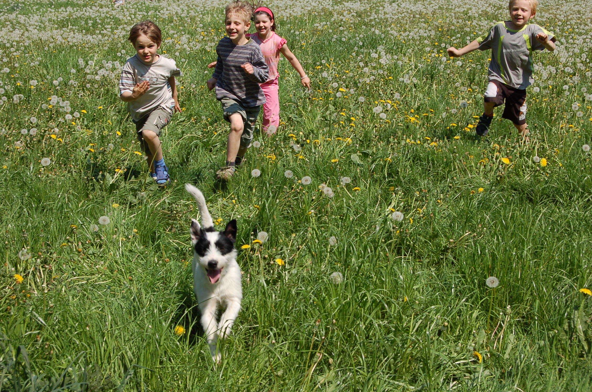Kinder rennen mit Hund über eine Wiese
