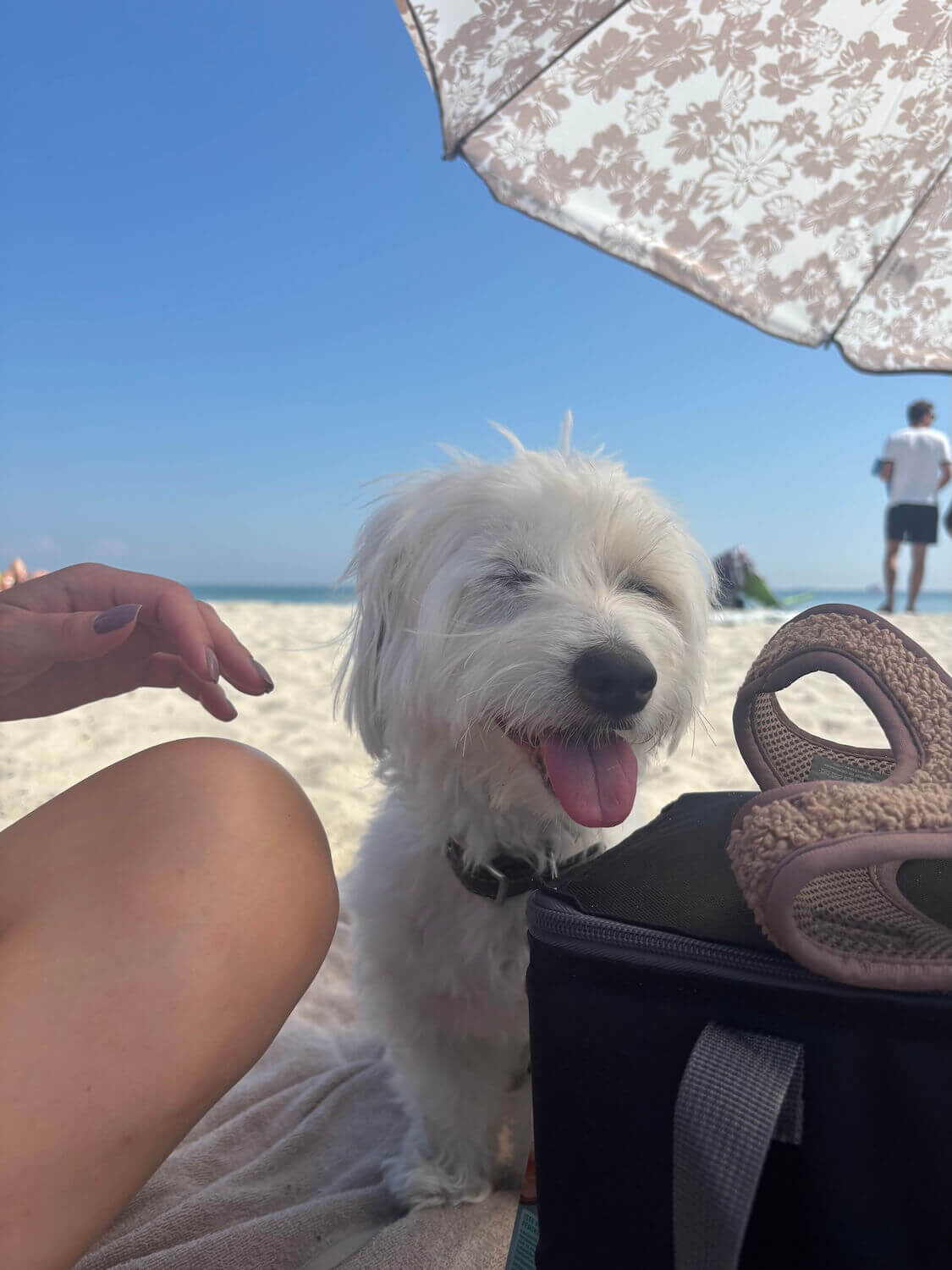 A cute dog on a beach