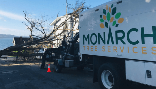 A large truck works to remove a fallen tree blocking the middle of the street.