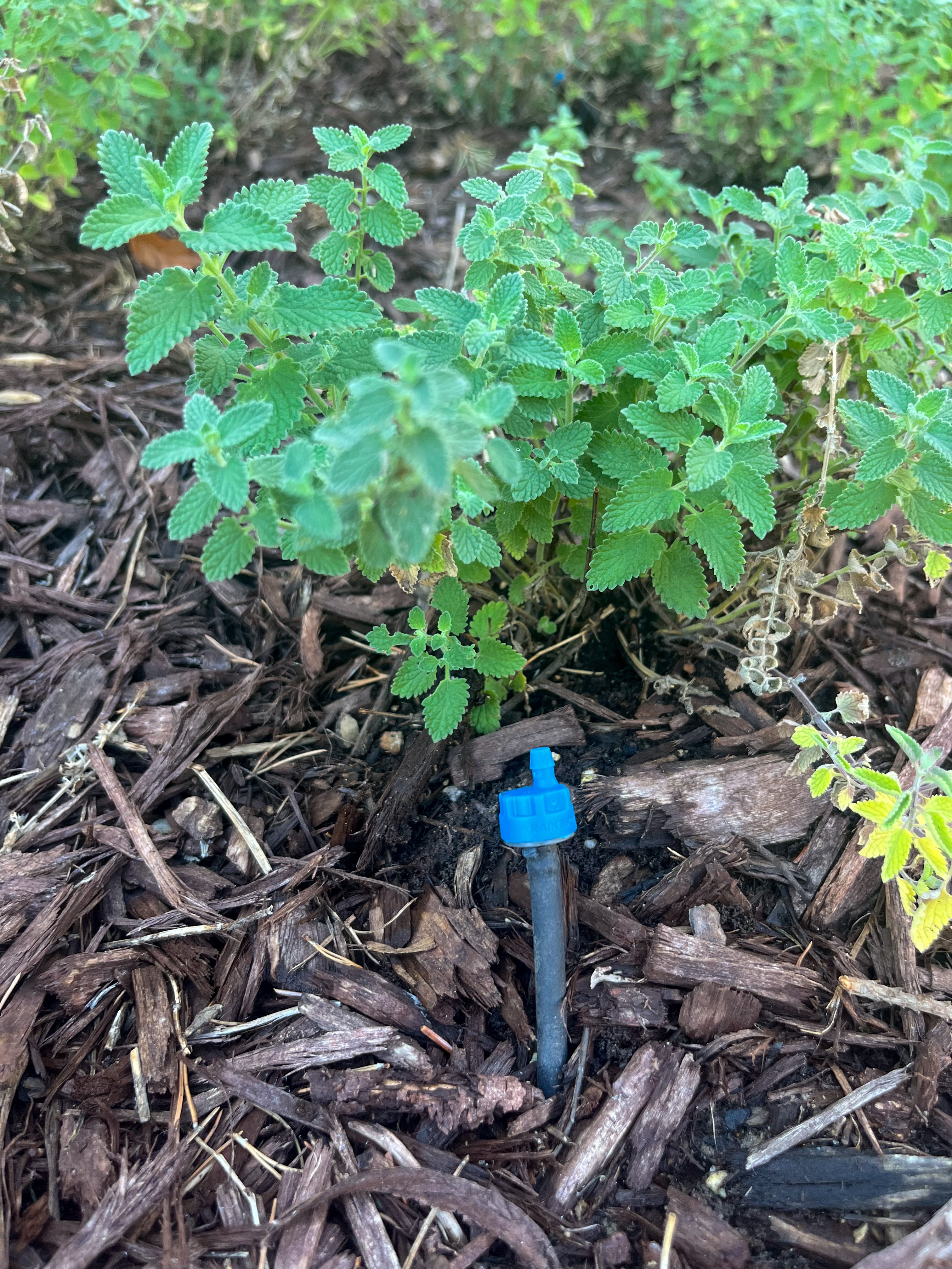 Preparing Florida Landscapes for the Dry Season | Smart Irrigation & Water Management