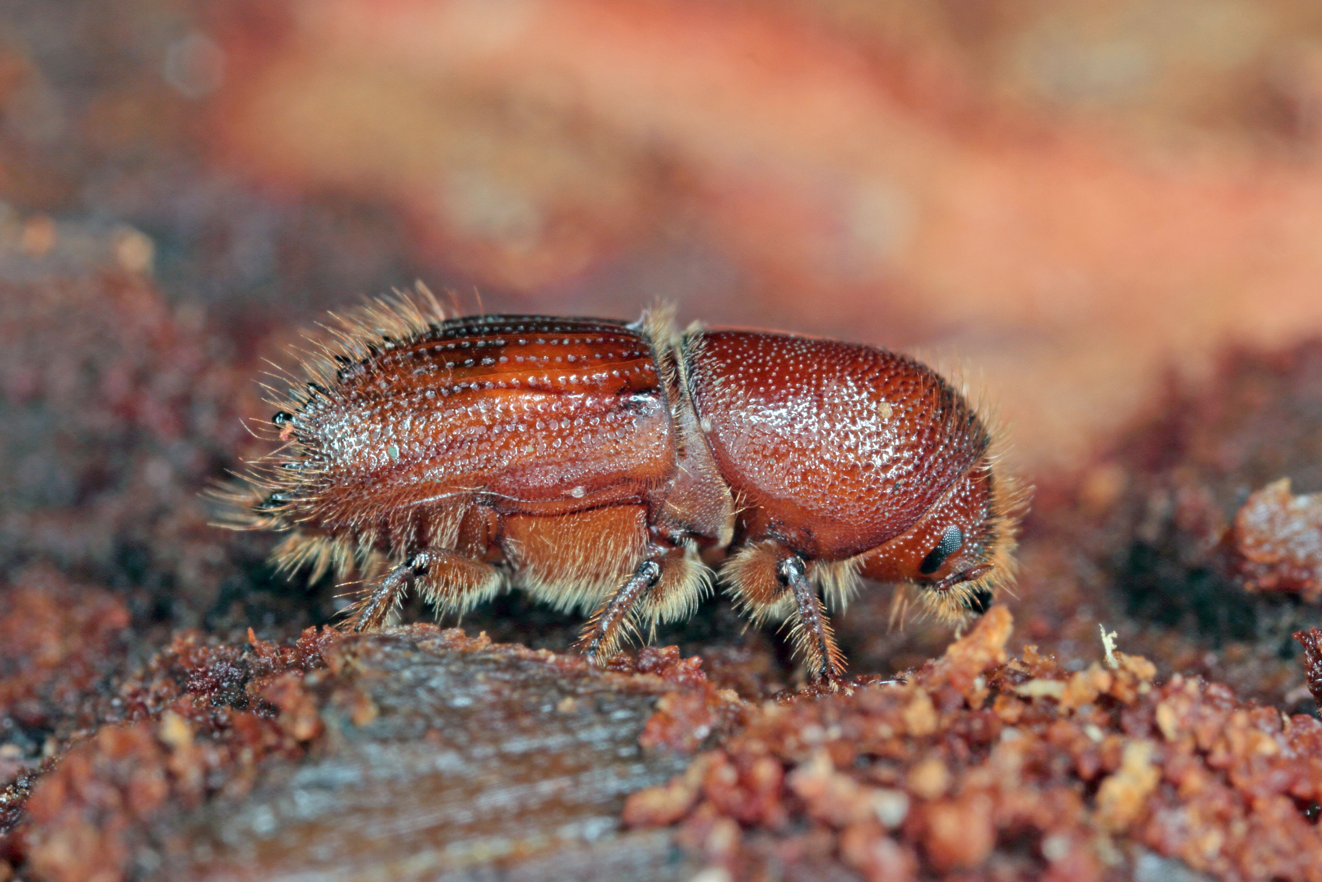 European Chafer Beetle: A Growing Threat to PNW Lawns and How Early Action Makes a Difference