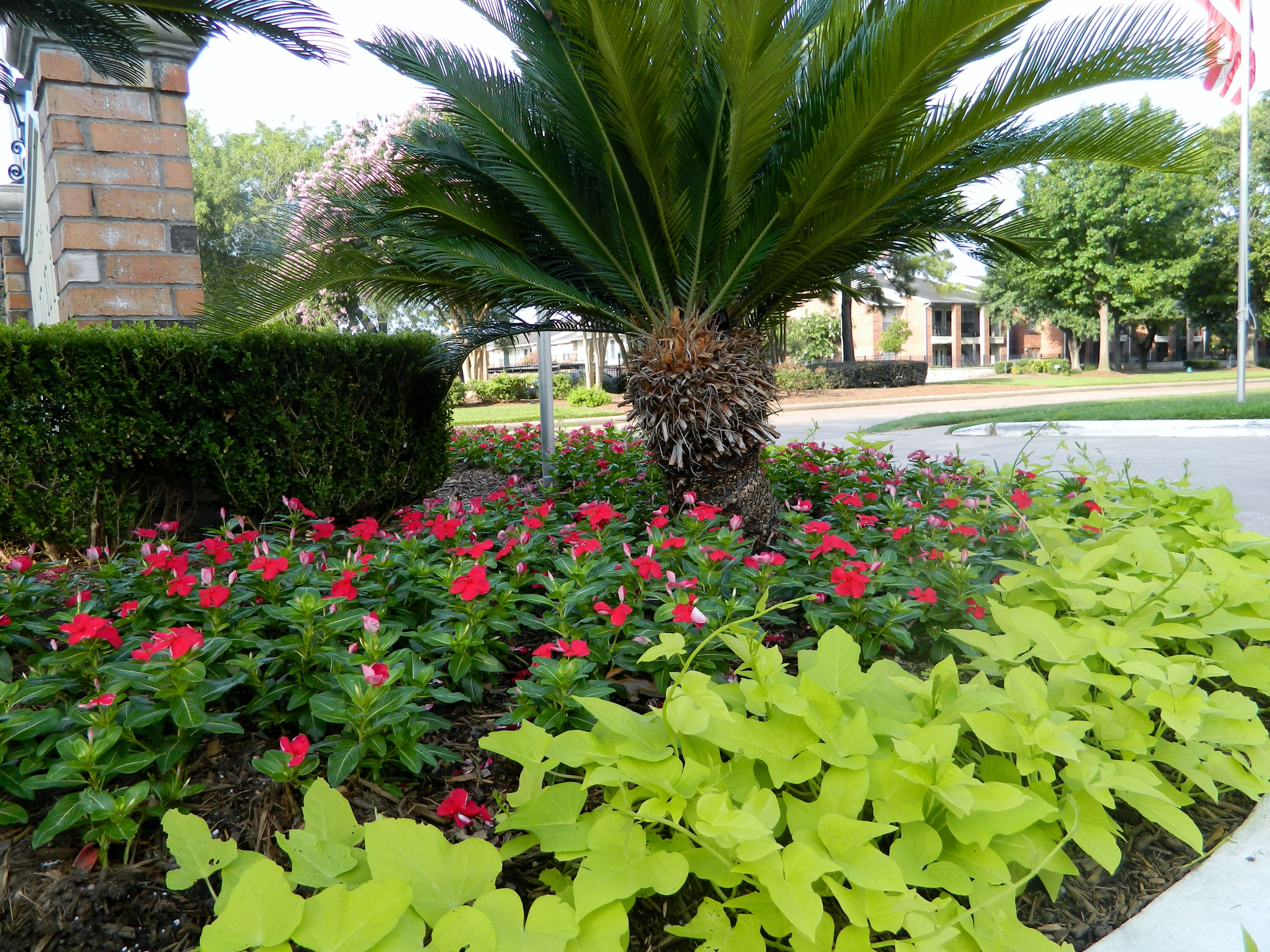 Optimizing Commercial Landscapes for Winter and Spring Success in Florida