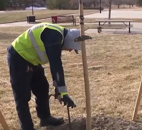 Deep root watering for commercial landscape trees to support root health in Colorado's dry climate.