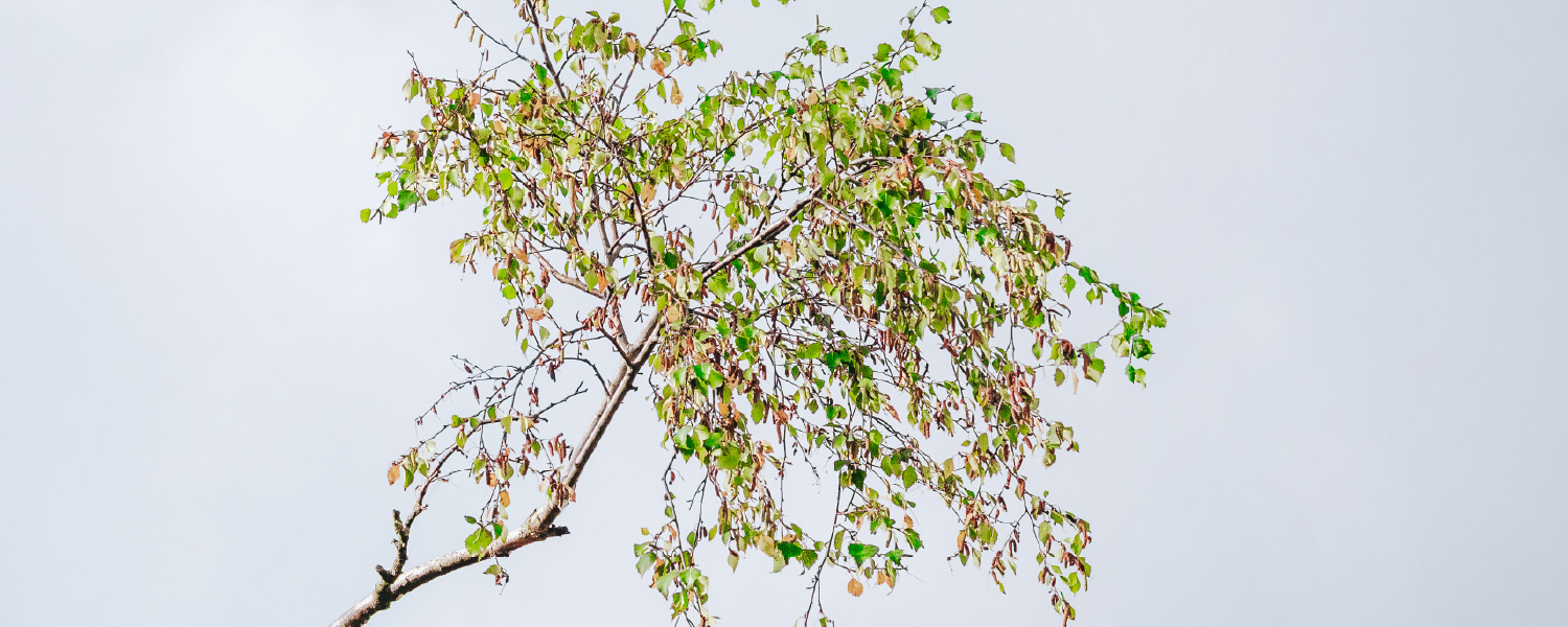 Professional tree care for commercial properties in Colorado, including inspections and proactive maintenance.