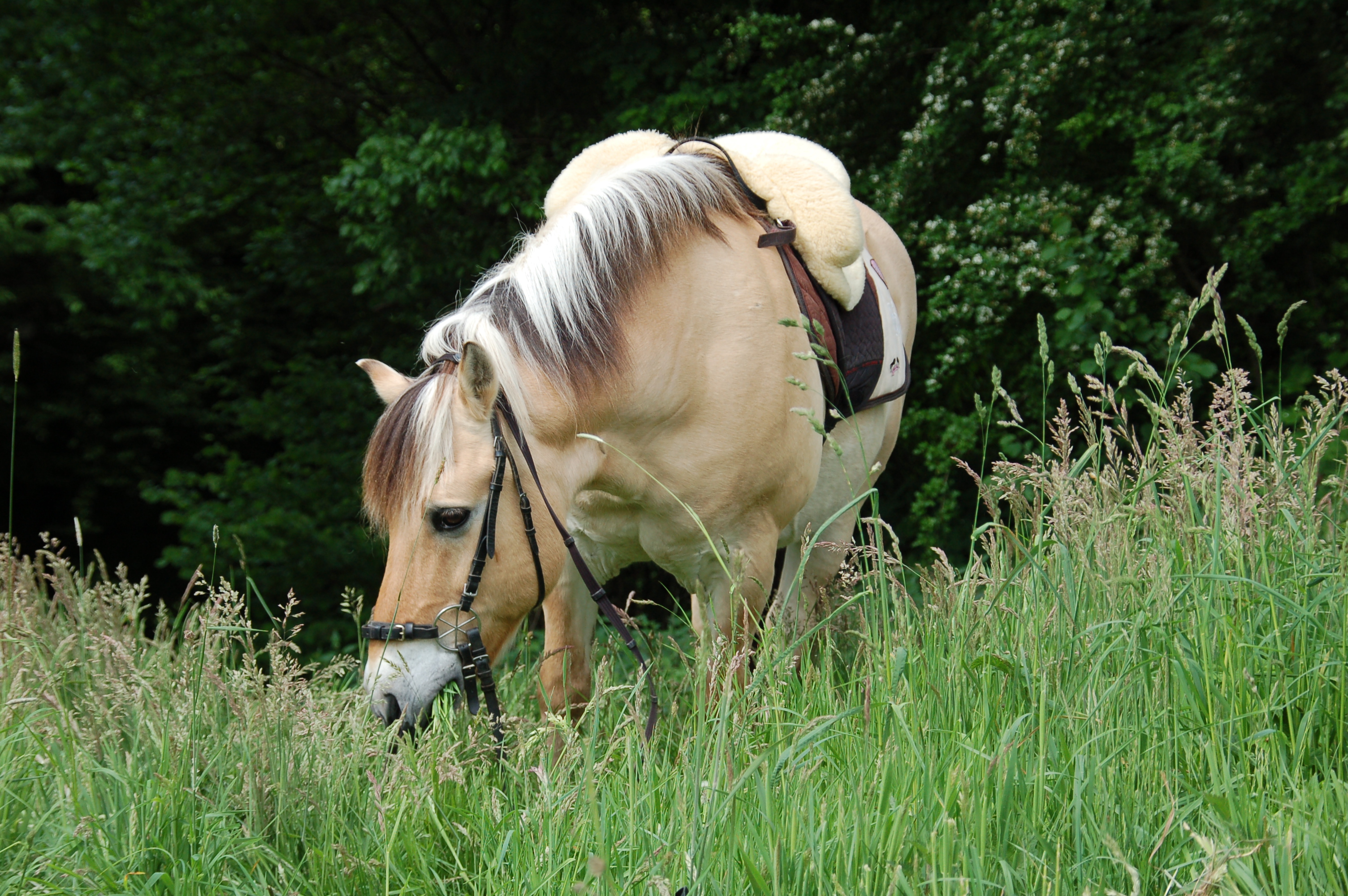 tt-News - WDR: Therapie mit Pferd in Hückeswagen