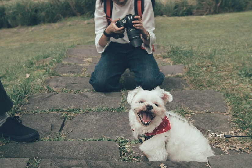 types-of-photographers-animals