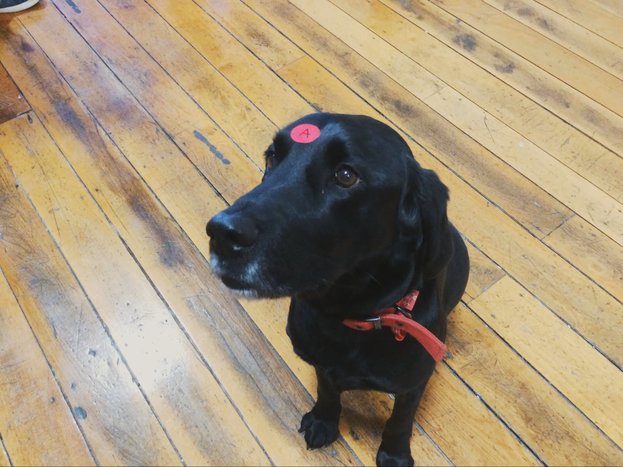 Bowie, our head of security/office dog, even took part in the sprint...kind of.