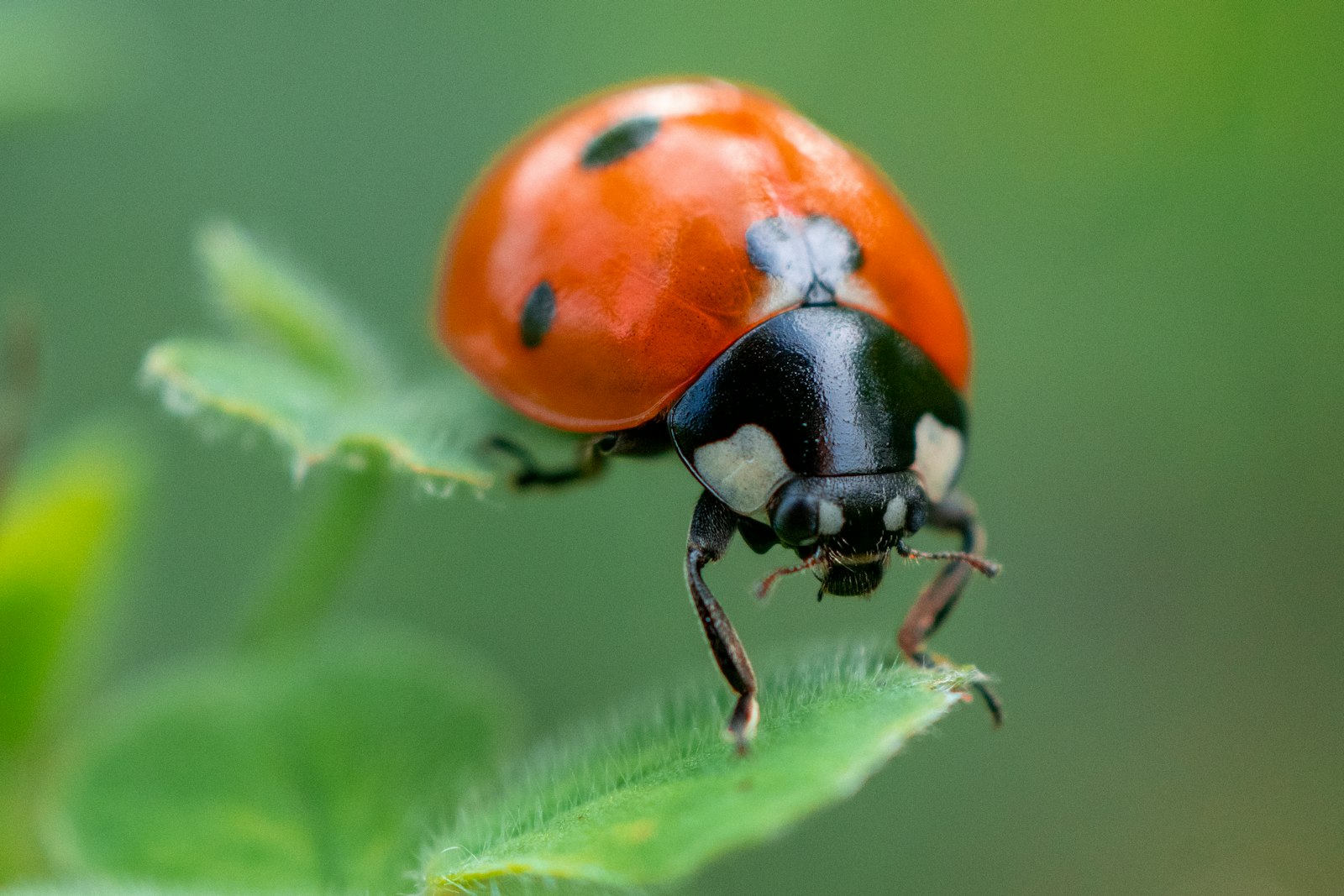 Buburuză pe o frunză verde