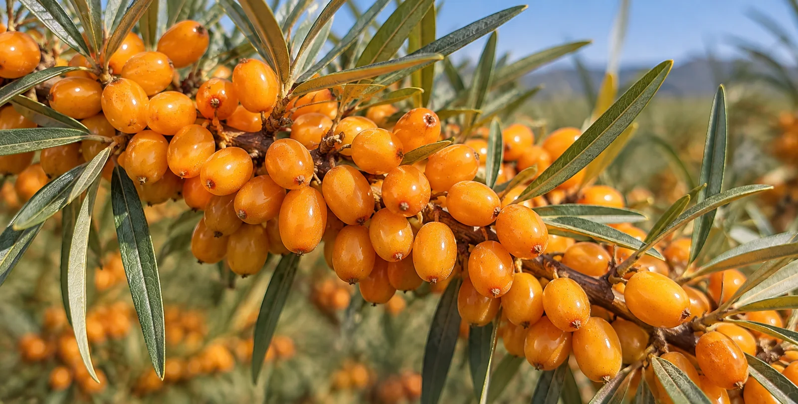 cătină soiul Cora, ramură cu fructe, Orberry Farm