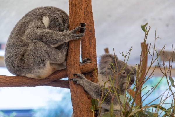 Koalas at Lone Pine Koala Sanctuary Brisbane