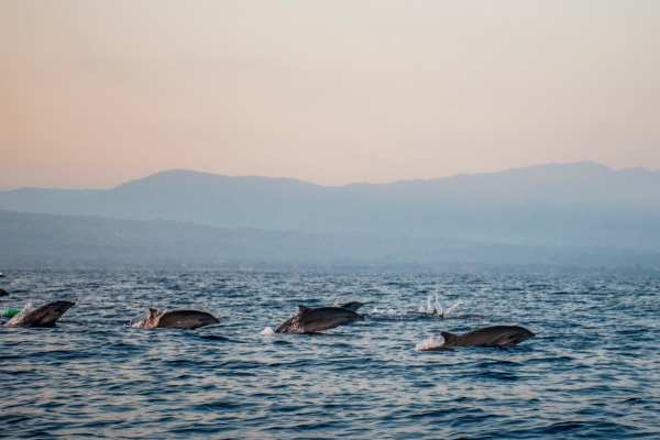 Whale Watching Auckland cruise in the Hauraki Gulf