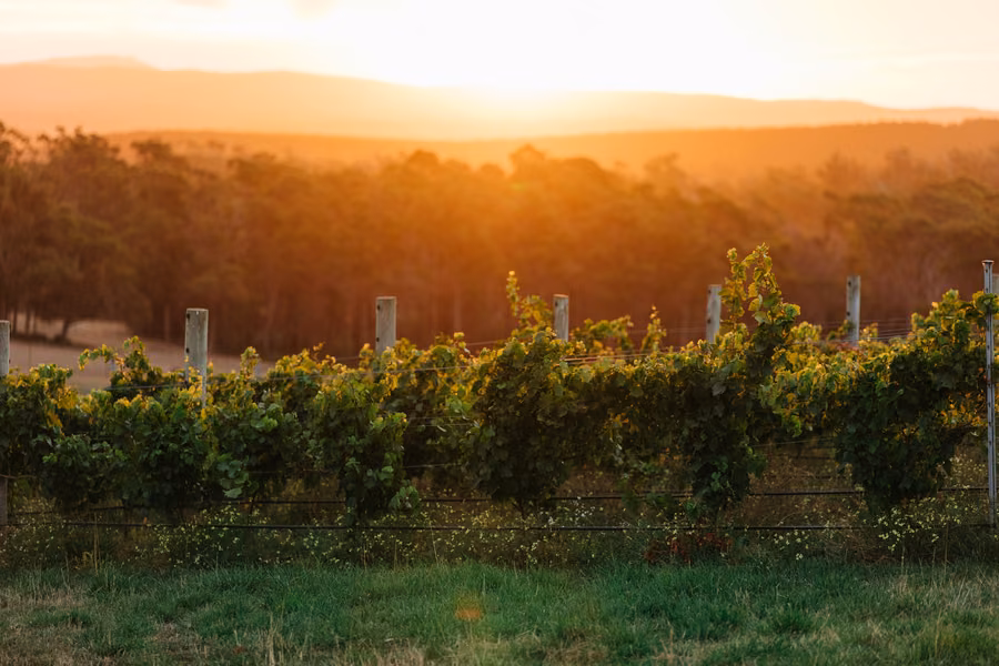 Late sun over the vines at Delamere Vineyards in the Tamar Valley
