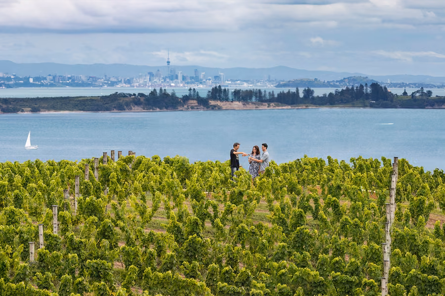 Vineyard on Waiheke Island with the Auckland skyline across the Hauraki Gulf