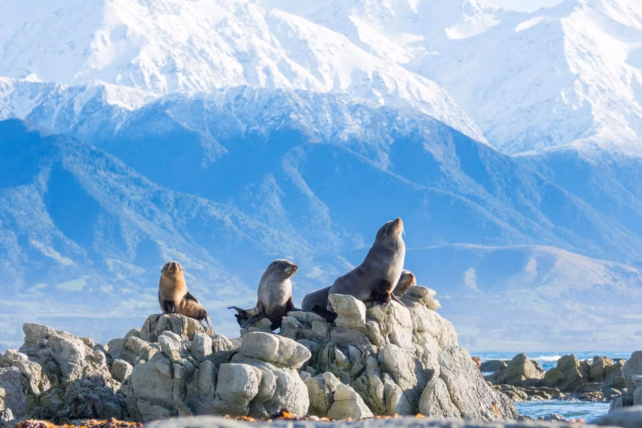 Fur seals on the rocks below the snow-capped Seaward Kaikōura Range