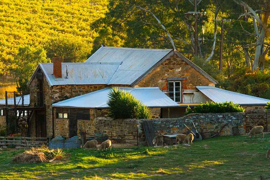 Old stone farmhouse below sunlit vineyards, with sheep grazing in front, at Hutton Vale Farm in the Barossa