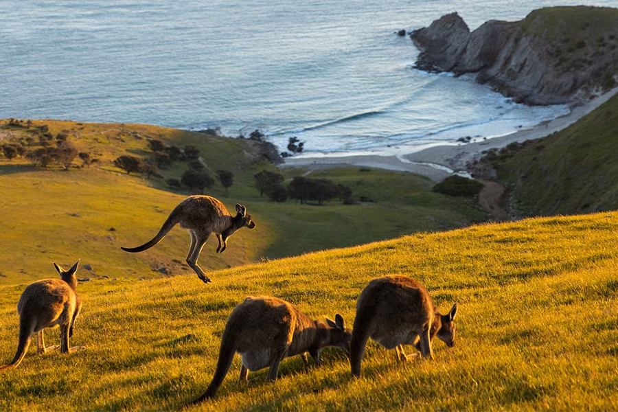 Kangaroos grazing and hopping on a grassy hillside above a beach cove in Deep Creek National Park