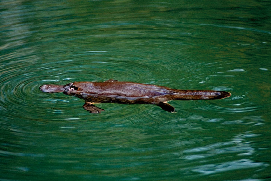 Platypus swimming at the surface of a green river