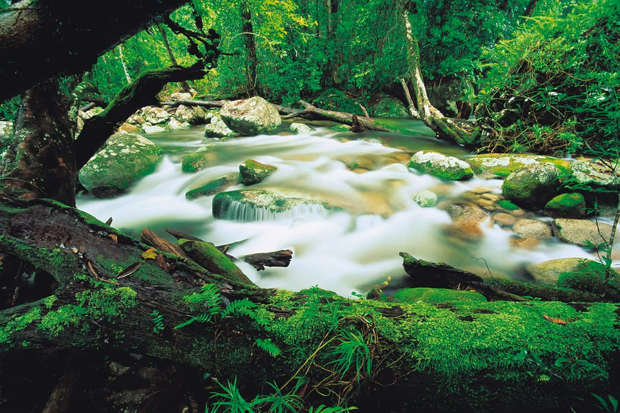 Mossman River tumbling over moss-covered boulders through the rainforest at Mossman Gorge