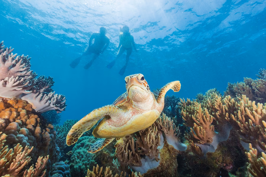 Sea turtle swimming over coral on the Great Barrier Reef, with two snorkellers at the surface above