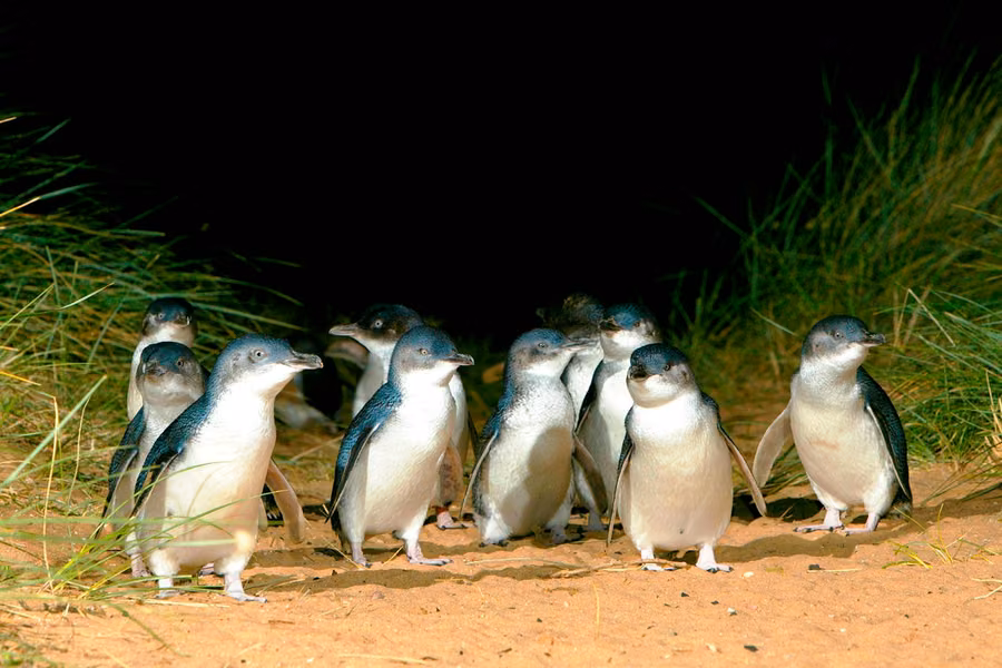 Group of little penguins walking up the sand through dune grass at night on Phillip Island
