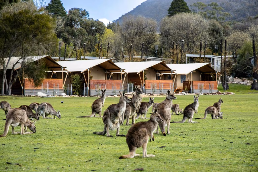 Kangaroos grazing on the lawn in front of safari tents at Halls Gap Lakeside Tourist Park, with Grampians peaks behind