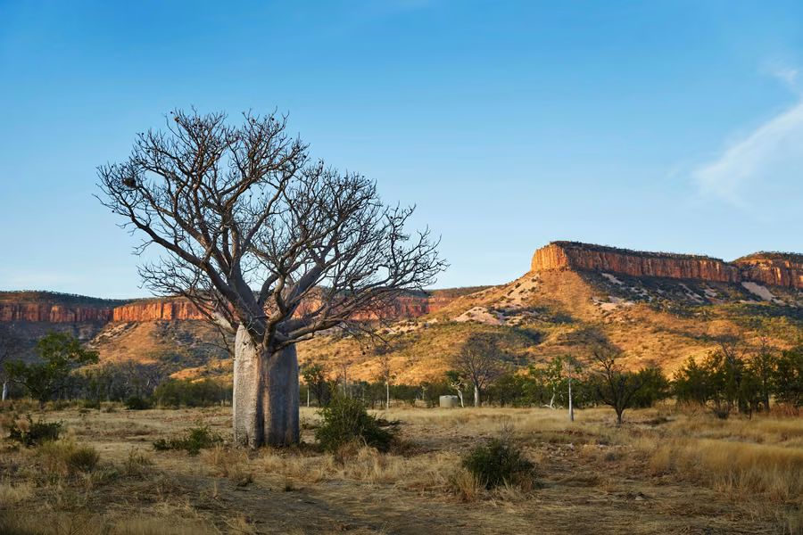 Lone boab tree in dry grassland below the red sandstone cliffs of the Cockburn Range at Home Valley Station