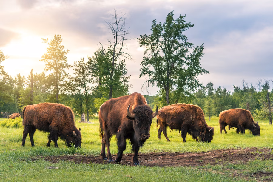 Bison grazing on a grassy clearing among aspen and spruce trees in Elk Island National Park