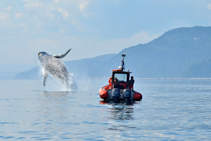 Humpback whale breaching beside a red whale-watching Zodiac on the St Lawrence, with forested hills behind