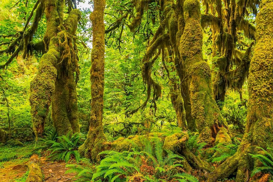 Moss-covered trees and ferns in the temperate rain forest of Olympic National Park